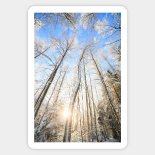 Winter forest Sticker